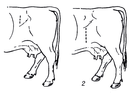 Рис. 2. Разрезы при лапаротомии у коров.