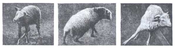 Рис. 5. Клиническая картина листериоза у овец.