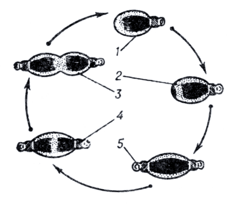 Рис. 1. Цикл развития Mycoplasma gallisepticum.