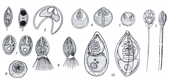 Миксоспоридии и миксосопоридиозы аквариумных и прудовых рыб.