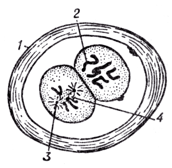 Рис. 2. Митоз в делящихся яйцах аскариды.