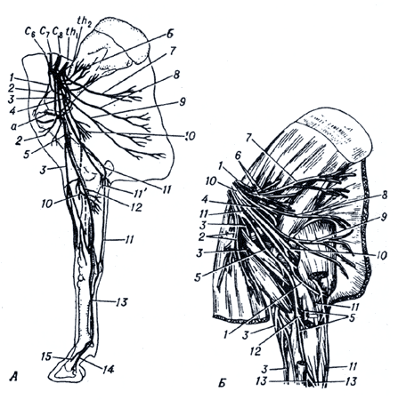 Рис. 1. Нервы грудной конечности и области лопатки и предплечья с медиальной стороны лошади.