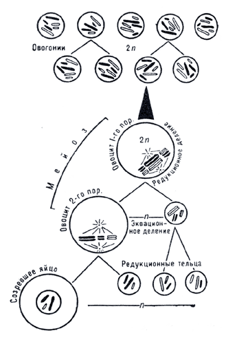 Схема оогенеза.