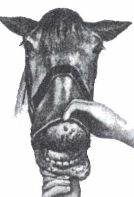 Рис. 2. Папулёзно-пустулёзный стоматит у лошади при оспе (по Лихачёву).