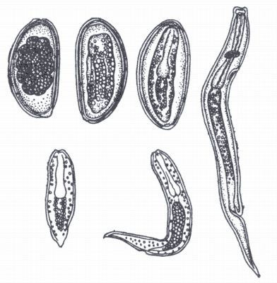 Рис. 2. Цикл развития Passalurus ambiguus (по Харичковой).