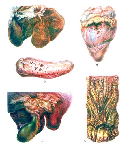 Рис. 2. Патолого-анатомические изменения органов животных при пастереллёзе.