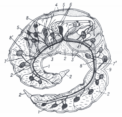 Схема плодных оболочек телёнка.