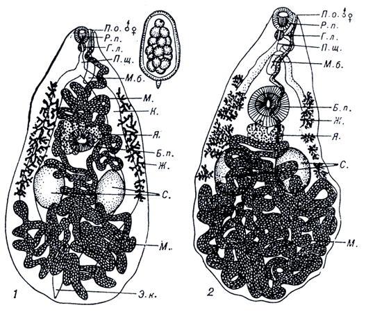 Prosthogonimus ovatus (1), Prosthogonimus cuneatus (2).