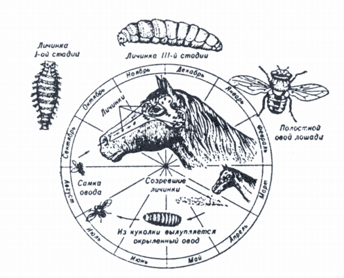 Рис. 2. Морфология и биология Rhinoestrus purpureus (по Потёмкину).