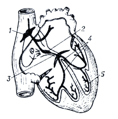 Рис. 2. Проводящая система сердца.