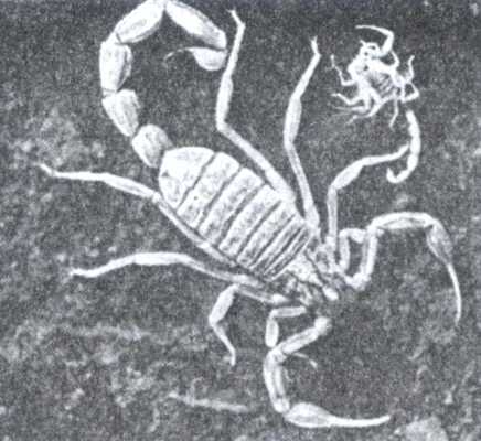 Скорпионы Butus eupeus; взрослый и в возрасте 6 месяцев.