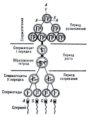Схема сперматогенеза.