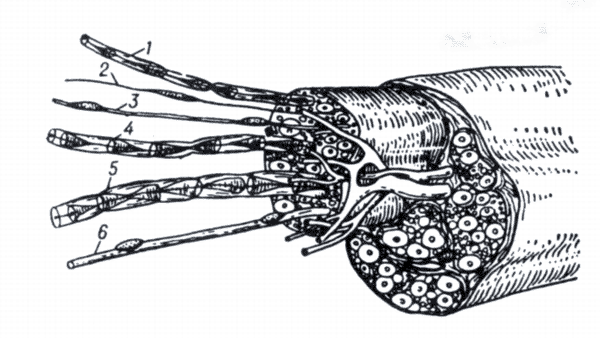 Рис. 3. Нервные волокна нервов спинного мозга (схема).