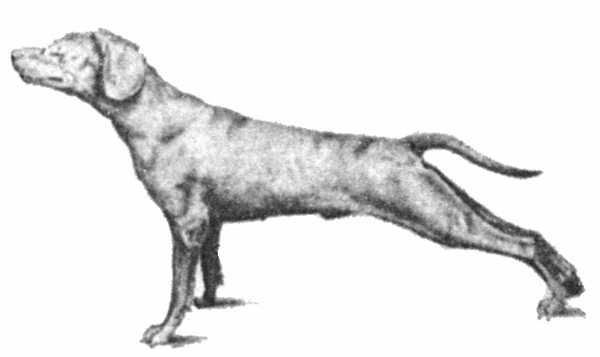 Рис. 2. Судорожное сокращение мышц всего тела у собаки при столбняке.