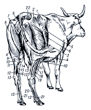 Рис. 1. Мышцы крупа и тазовой конечности крупного рогатого скота (латеральная поверхность).
