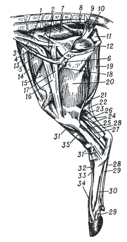Рис. 2. Мышцы крупа и тазовой конечности крупного рогатого скота (медиальная поверхность).