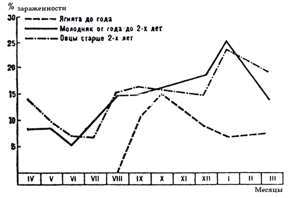 Рис. 2. Динамика заражённости тизаниезиями овец разного возраста в течение года (по Кузнецову).