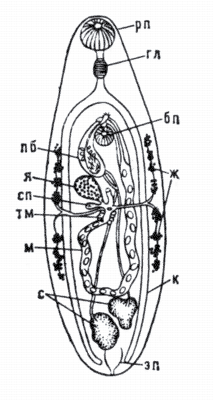 Рис. 2. Схема строения трематод.