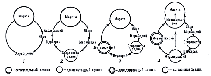 Рис. 3. Схема жизненных циклов трематод.