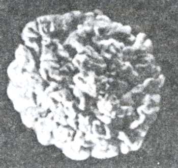 Рис. 2. Полуторамесячная культура Trichophytosis verrucosum на сусло-агаре (натуральная величина).