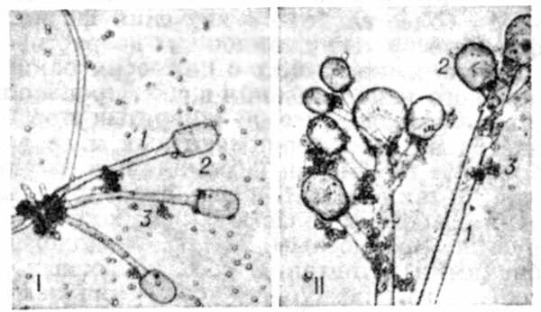 Рис. 1. Спорангиеносный аппарат у Rhizopus cohnii (I><<>) и Mucor pusillus (<<II).