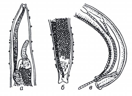 Philometroides lusiana.