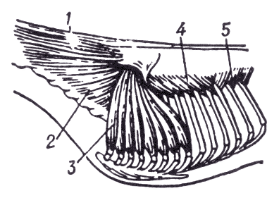Рис. 3 — Мышцы, расположенные медиально от лопатки.