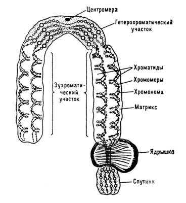 Рис. 1. Схема строения хромосомы.
