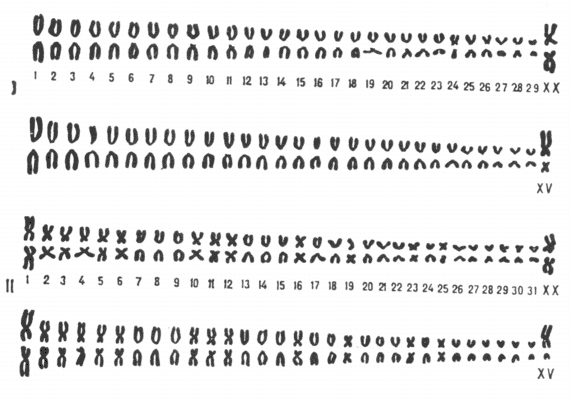 Рис. 2. Гомологичные пары хромосом у крупного рогатого скота (I><<>) и лошади (<<II).