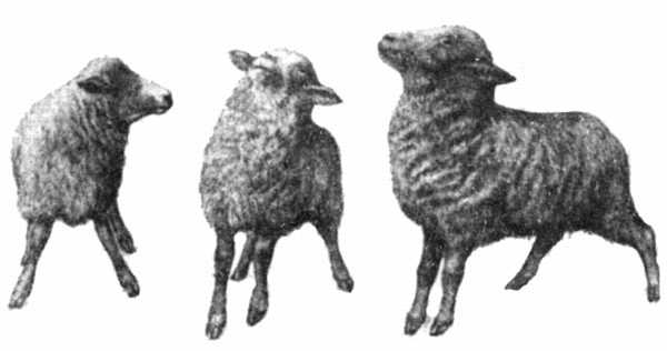 Рис. 3. Больная церебральным ценурозом овца при локализации ценура в области мозжечка (различные позы больного животного).