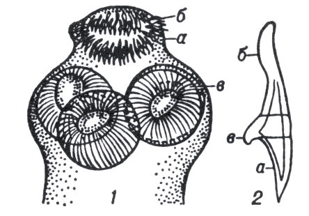 Рис. 1. Сколекс цестоды Paruterina candelabraria (1); крючок хоботка (2).