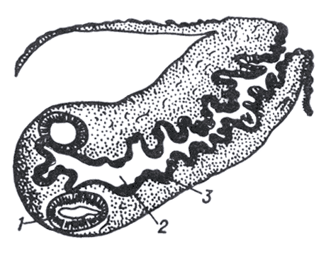 Рис. 1. Продольный срез зачатка сколекса Cysticercus bovis через 44 суток после заражения телёнка.