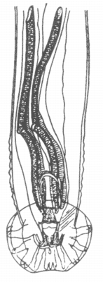 Рис. 1. Хвостовой конец самца Elaphostrongylus cervi (по Любимову).