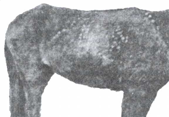 Рис. 3. Генерализованная форма эпизоотического лимфангита у лошади.