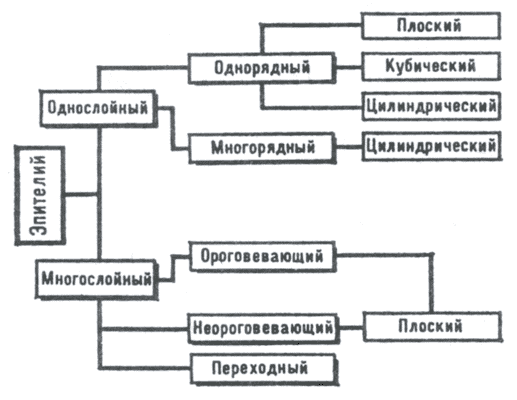 Рис. 3. Схема морфофункциональной классификации эпителия.