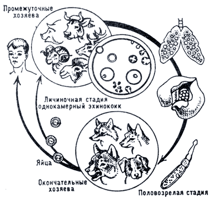 Рис. 2. Схема цикла развития Echinococcus granulosus.