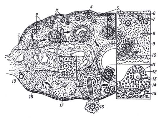 Рис. 2. Схема гистологического строения яичника.